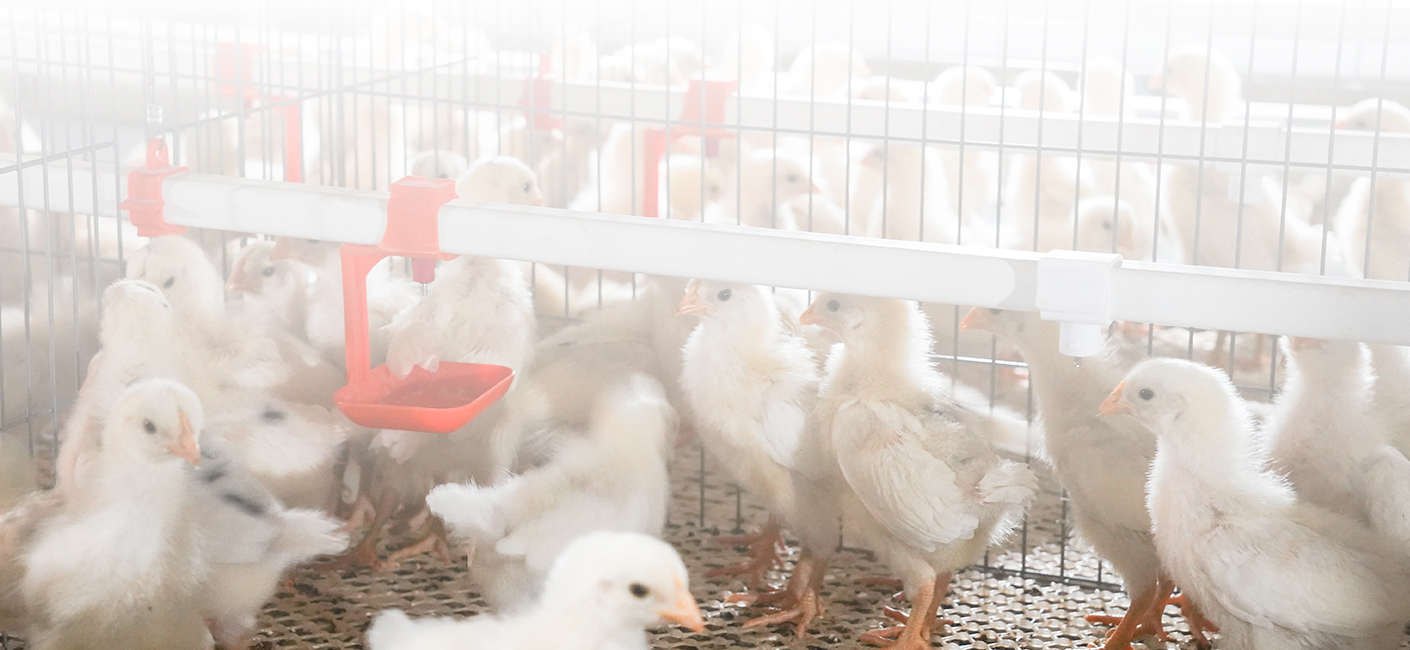 Big Herdsman Pullet cage