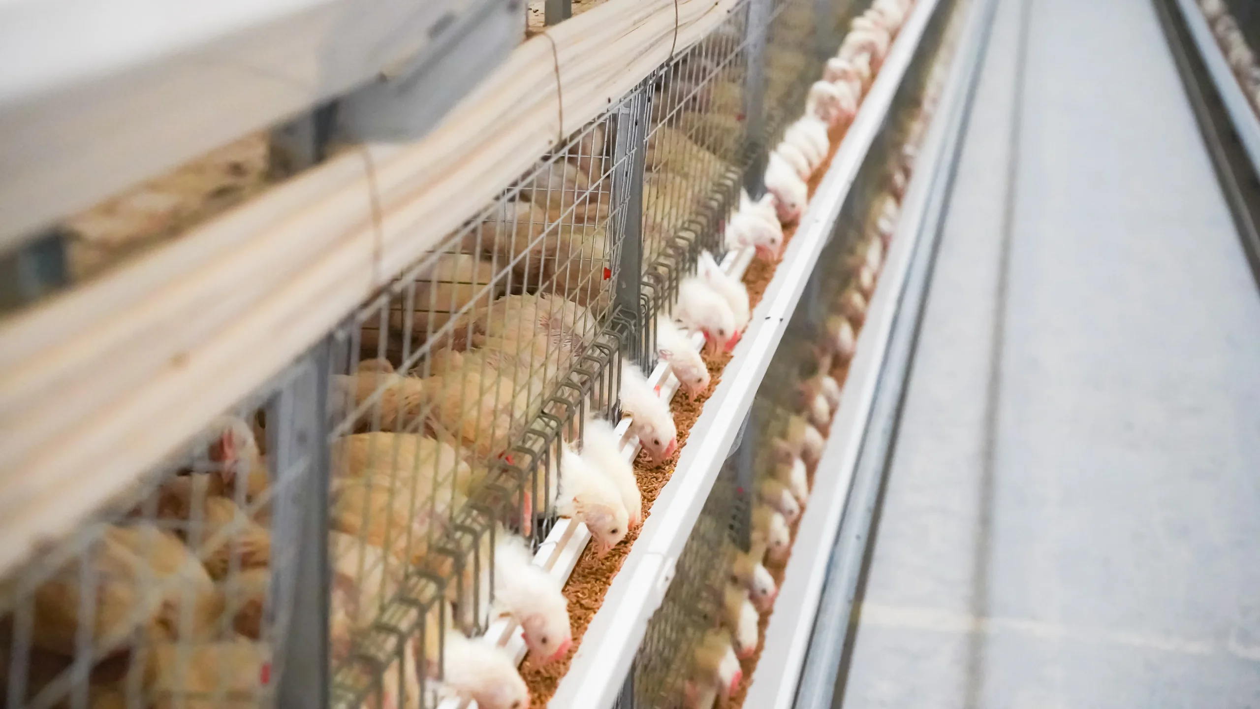 Broiler Cage