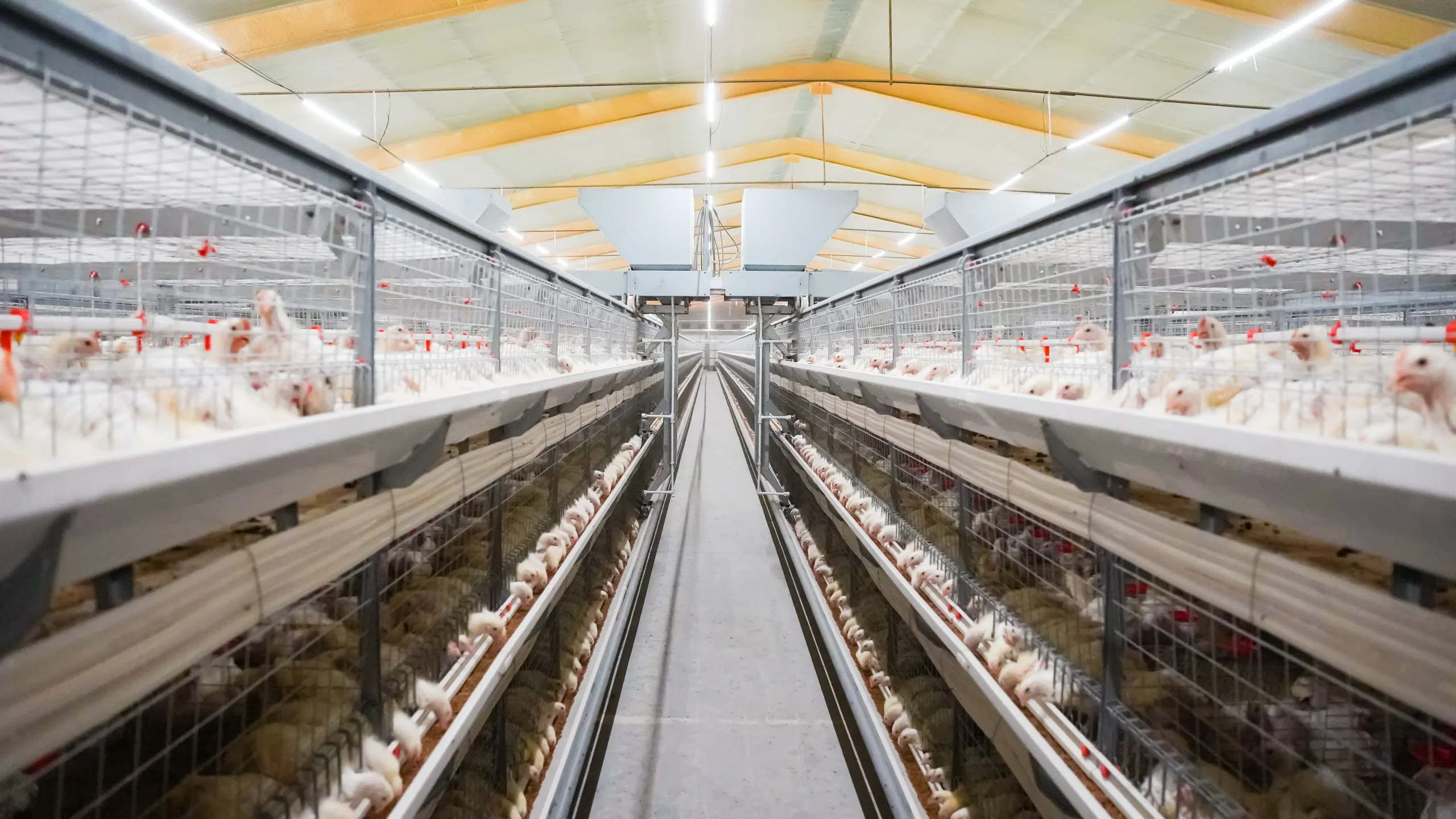 Broiler Cage