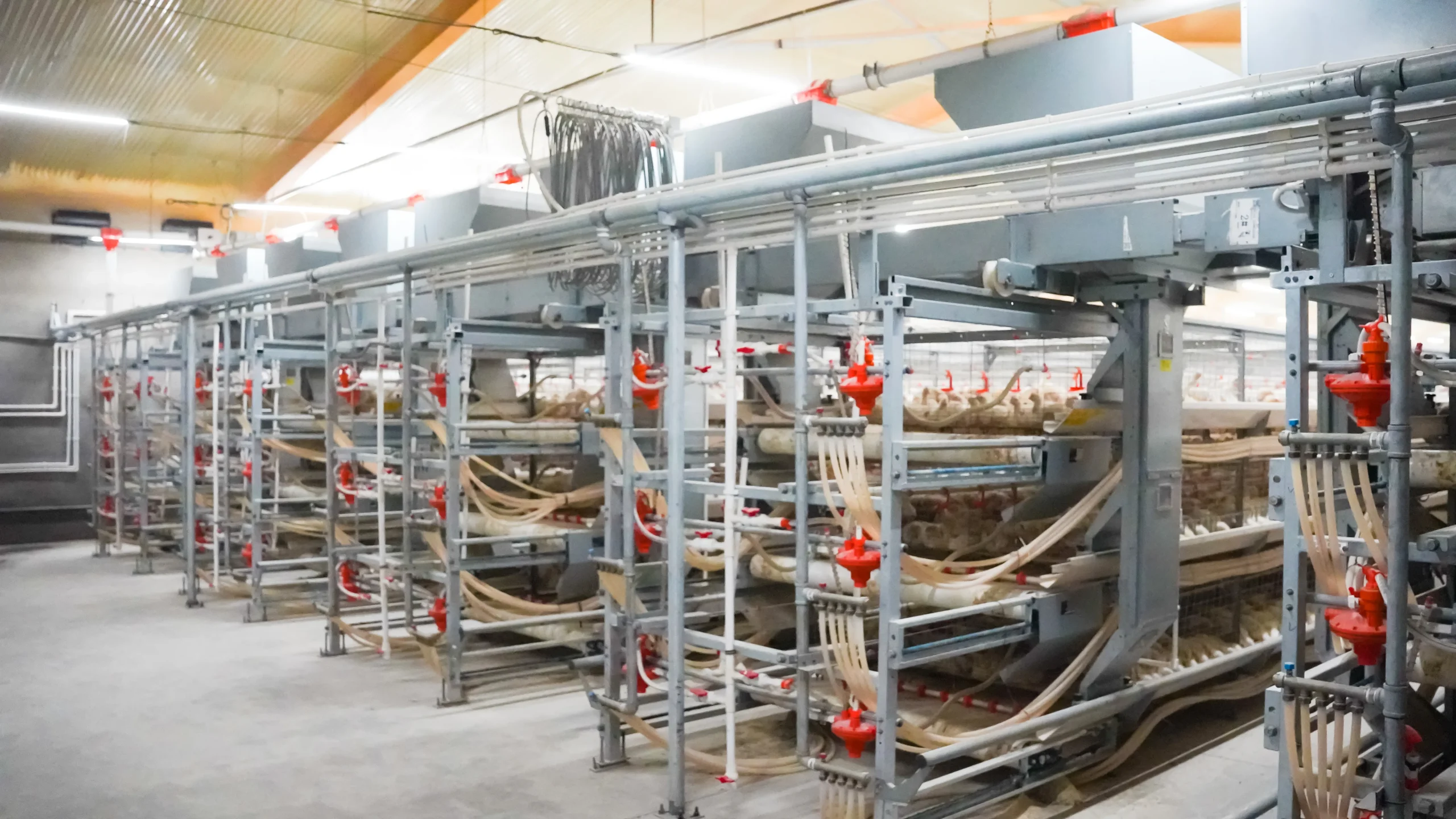 Broiler Cage