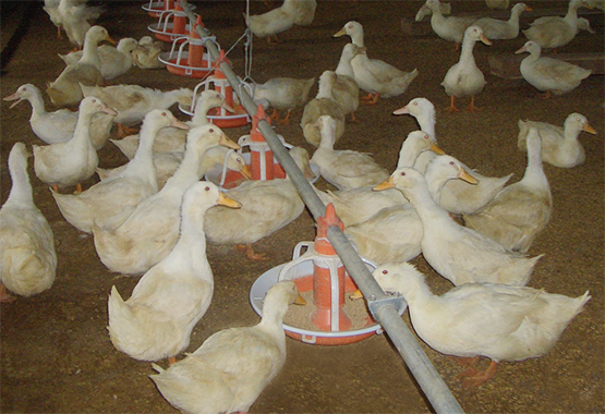 Sistema de alimentación para patos
