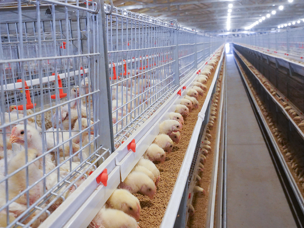 Sistema de cría en jaulas de pollos de engorde laminadas NSM100A