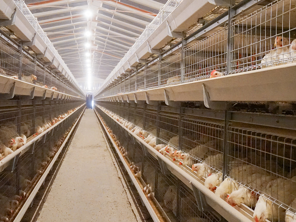 Sistema de cría en jaulas de pollos de engorde DSM195