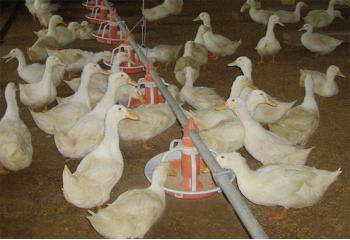 Sistema de alimentación para patos