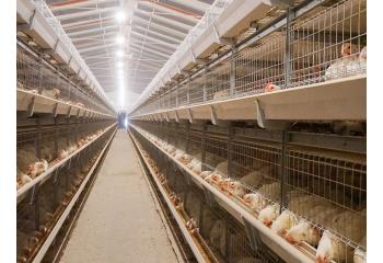 Sistema de cría en jaulas de pollos de engorde DSM195