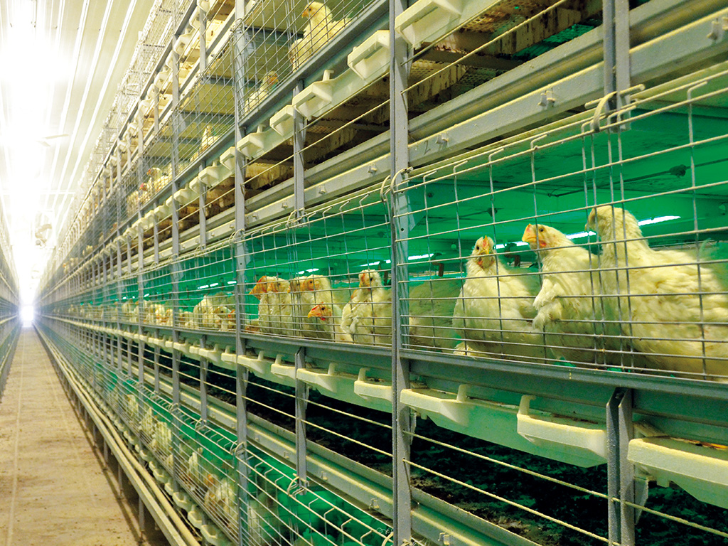 Cage d\'élevage automatique de poulet