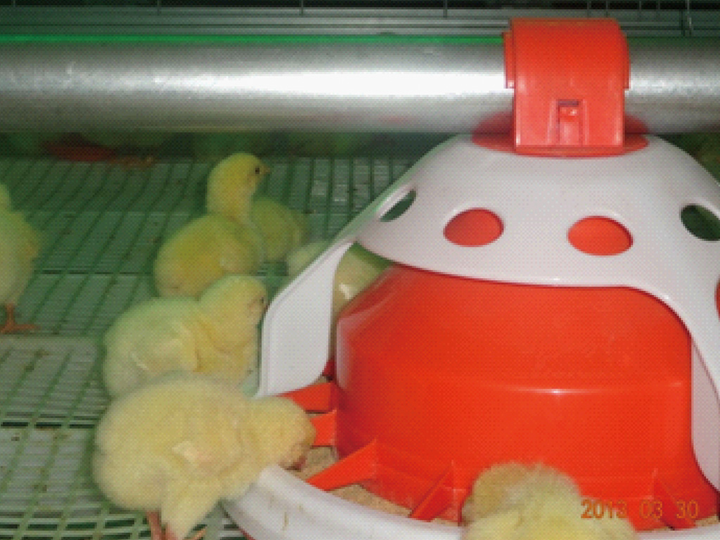 Cage d\'élevage automatique de poulet