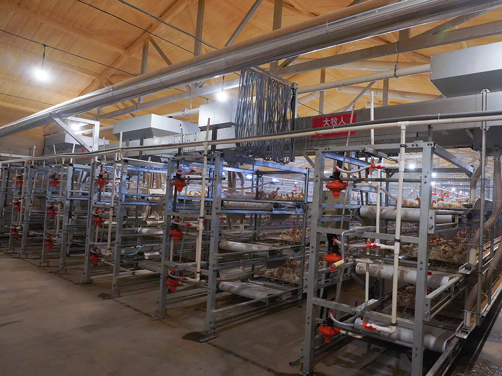 Système d\'élevage en cage de poulets de chair laminée NSM100A