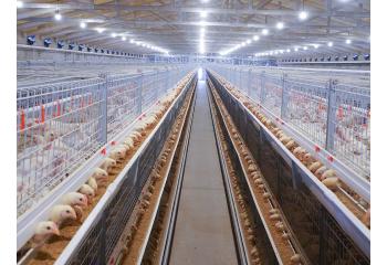 Système d'élevage en cage de poulets de chair laminée NSM100A