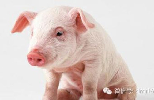 Десять хитростей, с помощью которых свиньи легко проходят тест на выпечку при высокой температуре
