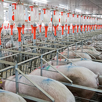 Система управления загонами для свиней