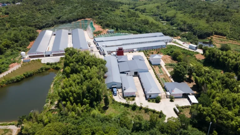 Guandong-Basis